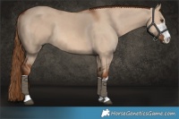 Horse Color:Red Dun Rabicano 