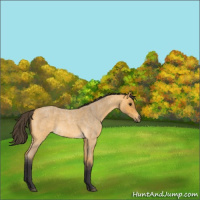 Horse Color:Buckskin Roan 