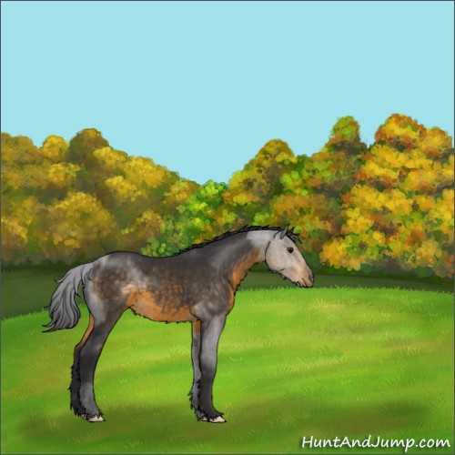 Horse Color:Buckskin 