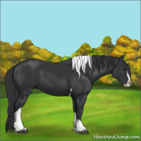 Horse Color:Black Splash Tobiano