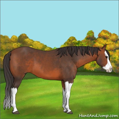 Horse Color:Bay Splash