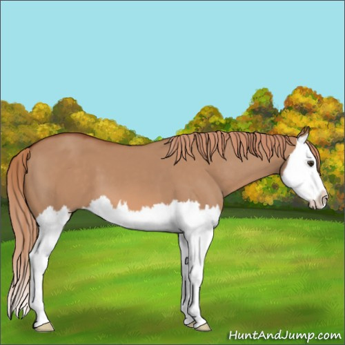Horse Color:Red Dun Splash 