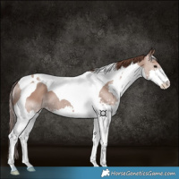 Horse Color:Classic Champagne Splash Tobiano 