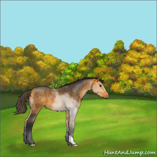 Horse Color:Buckskin 