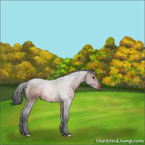 Horse Color:Brown 
