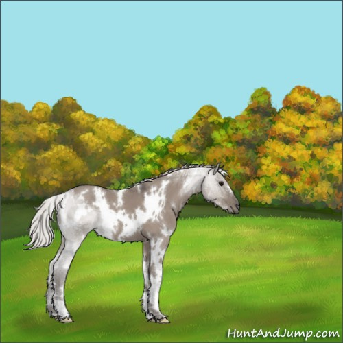 Horse Color:White Spotted Silver Grullo 