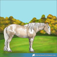 Horse Color:White Spotted Silver Buckskin Pearl 