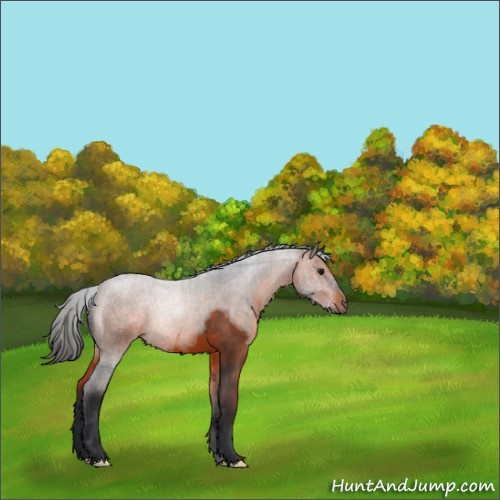 Horse Color:Brown 