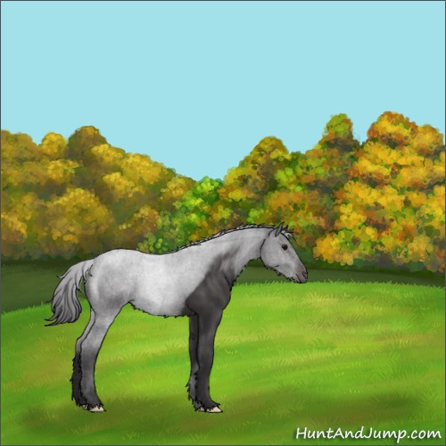 Horse Color:Smoky Black 