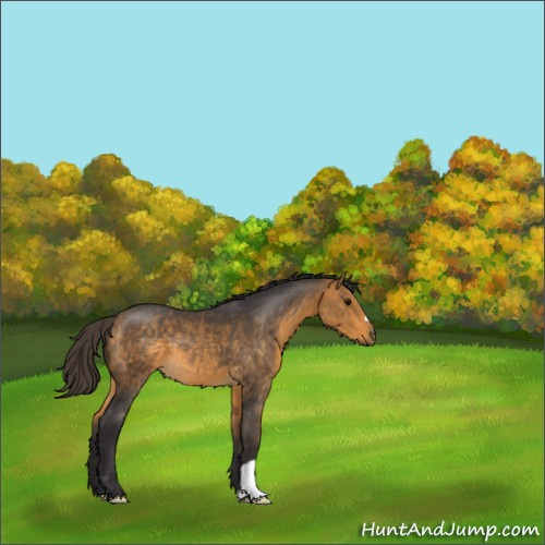Horse Color:Buckskin 