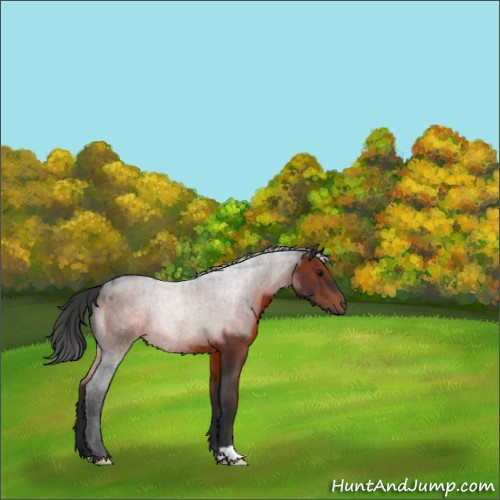 Horse Color:Brown 