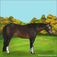 Horse Color:Gray White Spotted Bay 