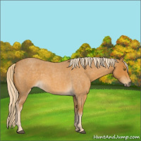 Horse Color:Palomino Roan 