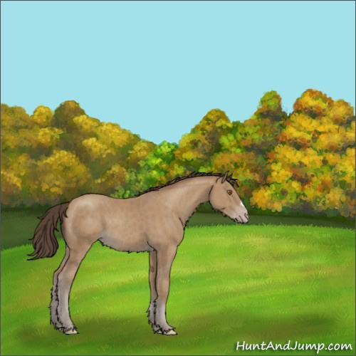 Horse Color:Classic Cream Champagne 