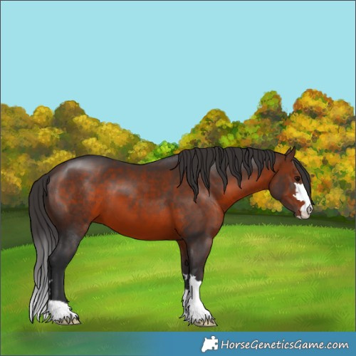 Horse Color:Brown 