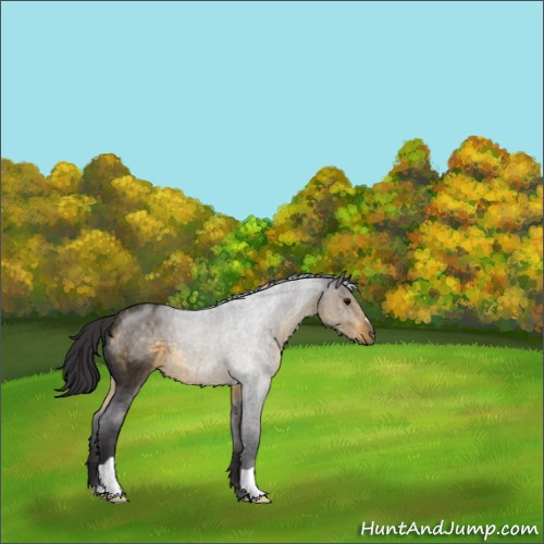 Horse Color:Buckskin 
