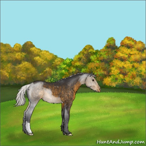 Horse Color:Silver Buckskin Appaloosa 