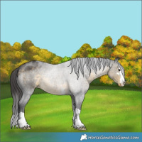 Horse Color:Buckskin Varnish 