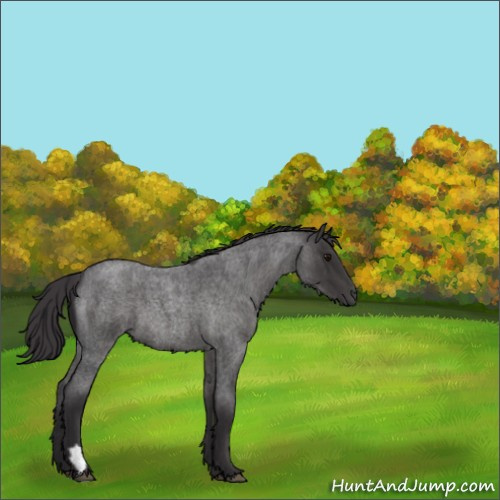 Horse Color:Smoky Blue Roan 