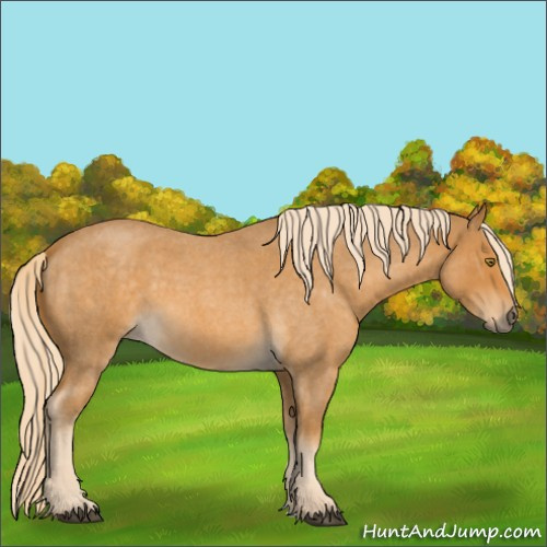 Horse Color:Palomino Roan 