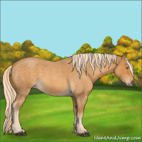 Horse Color:Palomino Roan 