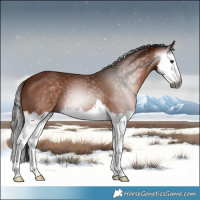 Horse Color:Gray Bay Splash 