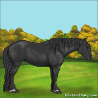 Horse Color:Black  and Black 