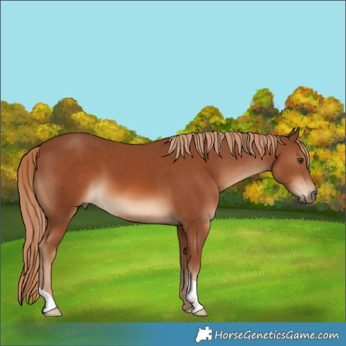 Horse Color:Chestnut 