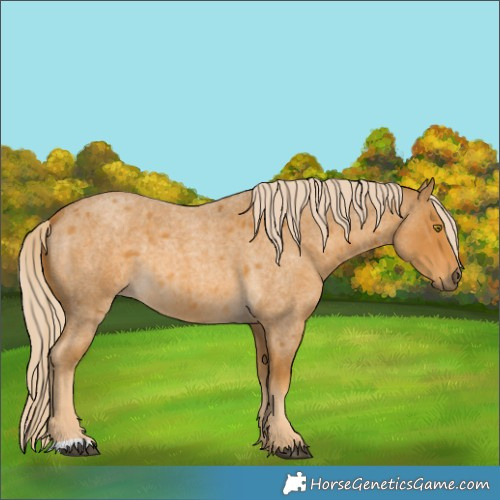 Horse Color:Palomino Roan 