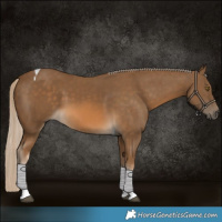 Horse Color:Chocolate Palomino Tobiano 
