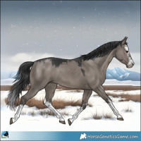 Horse Color:Grullo Mushroom Sabino Splash Rabicano