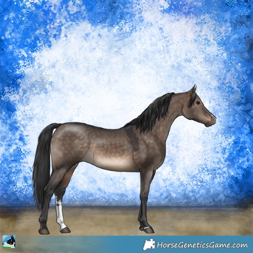 Horse Color:Brown Dun Sabino Rabicano