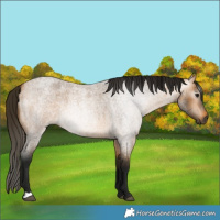 Horse Color:Gray Buckskin Roan 