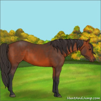 Horse Color:Bay 