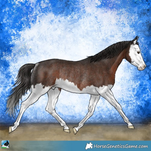 Horse Color:Liver Chestnut Splash Rabicano 