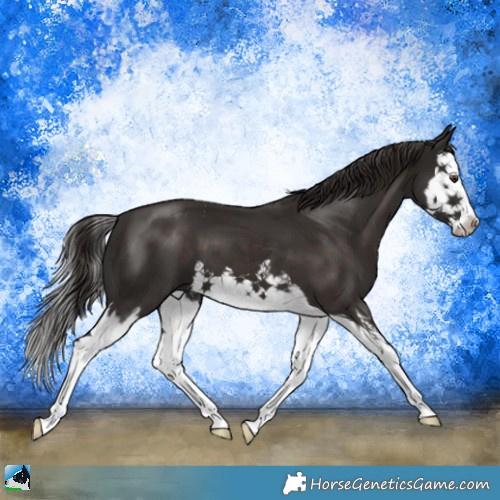 Horse Color:Liver Chestnut Splash 