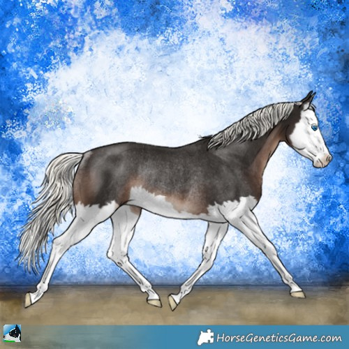 Horse Color:Liver Chestnut Mushroom Splash Rabicano 