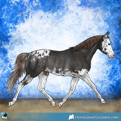 Horse Color:Liver Chestnut Splash Appaloosa Rabicano 