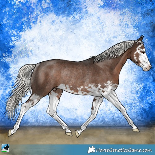 Horse Color:Liver Chestnut Mushroom Splash Rabicano 