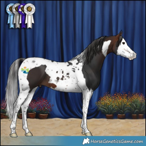 Horse Color:Bay Splash Tobiano 