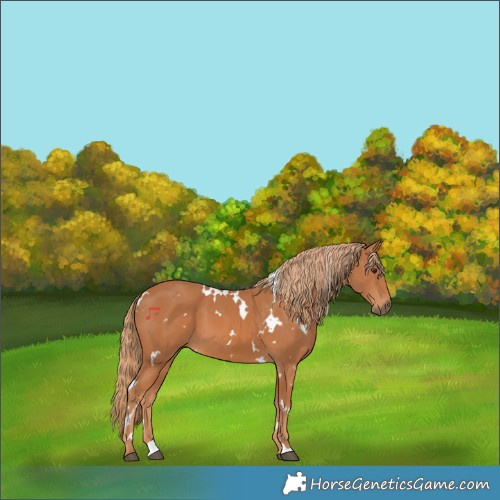 Horse Color:White Spotted Chestnut 
