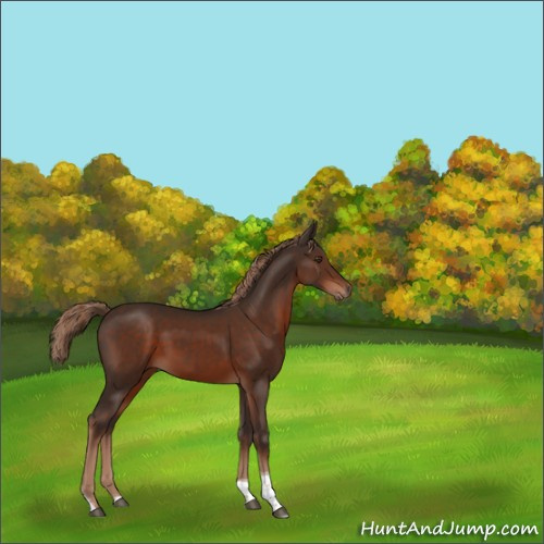 Horse Color:Liver Chestnut Tobiano Rabicano 