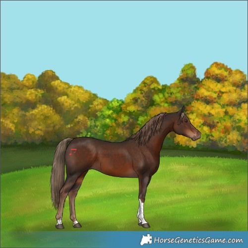 Horse Color:Liver Chestnut Tobiano 