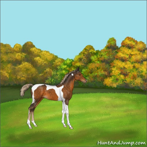 Horse Color:Chocolate Palomino Tobiano 