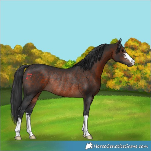 Horse Color:Brown Rabicano 