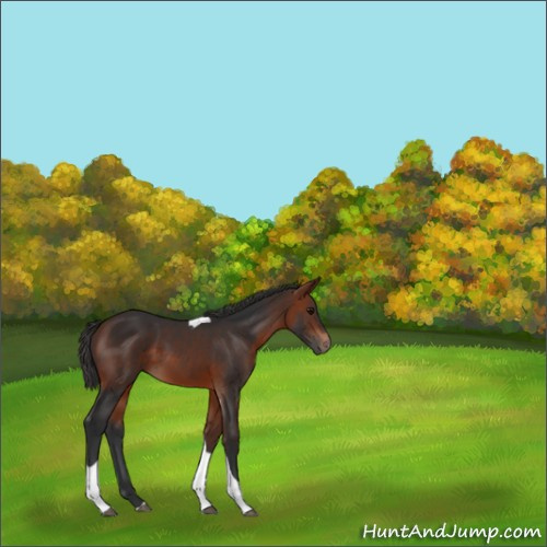 Horse Color:Bay Tobiano 