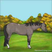 Horse Color:Grullo Tobiano 