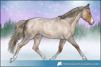 Horse Color:Chocolate Palomino Roan 