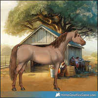 Horse Color:Red Dun 