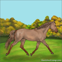 Horse Color:Red Dun Rabicano 